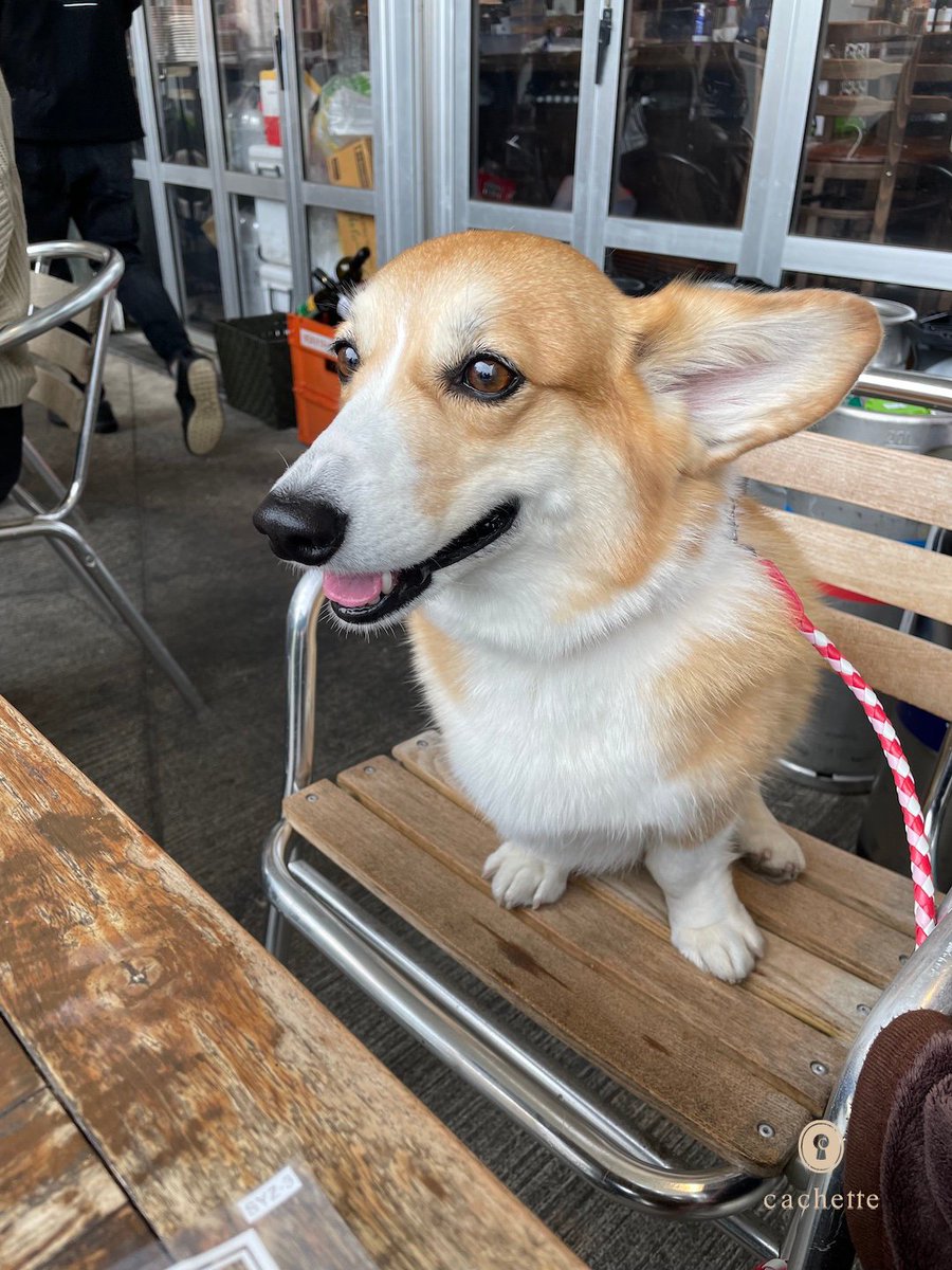 cachette_pet's tweet photo. 【Contributor's column🐶】
#加藤紫織さん と #タンタンちゃん の記事が更新されました🐾
ドッグフレンドリーな豊洲はすっかりクリスマスムード✨
https://t.co/MZKe9nWysu
#cachettepet #dog #ContributorsColumn #lifestyle #コーギー #豊洲 #クリスマス https://t.co/lSTS8AglaY