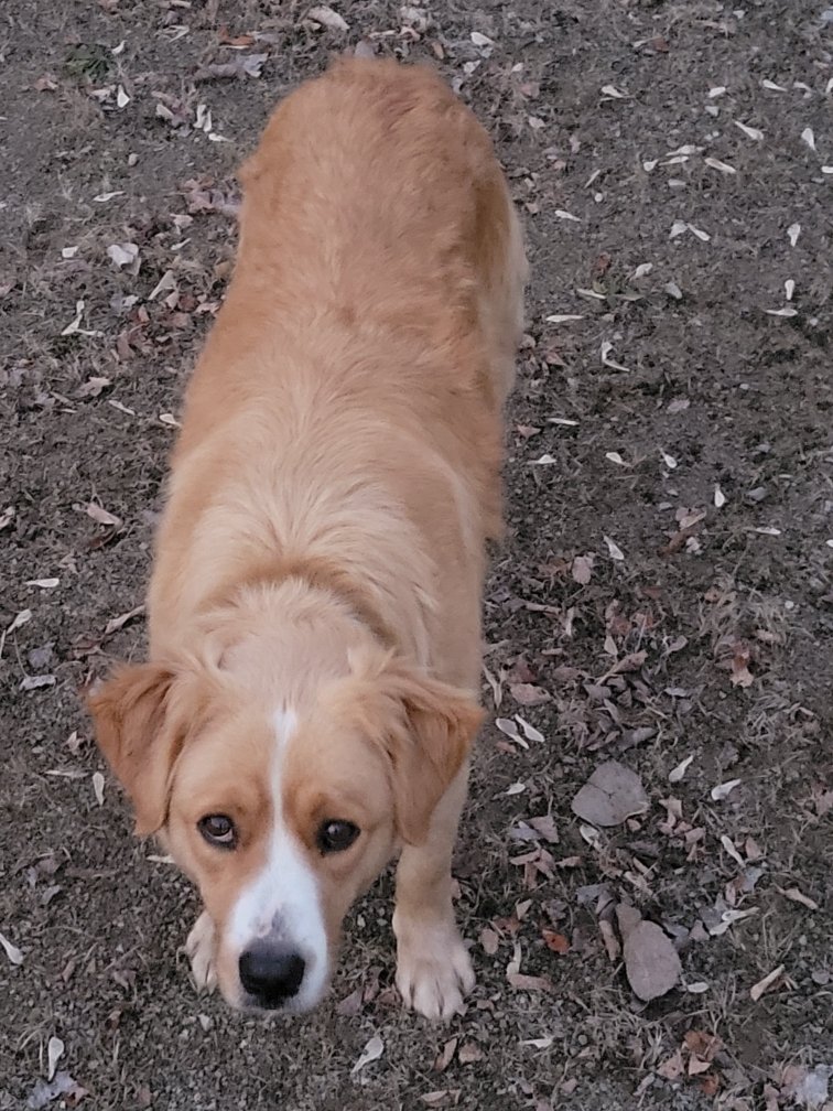 xSavageNationx's tweet photo. Anybody missing a dog? Male, teal collar and no tags... in the state street area of new lexington. We have him on our porch for now https://t.co/KH8j3smiaj