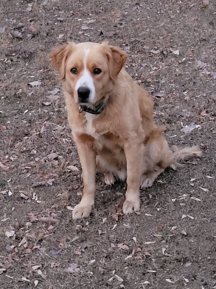 xSavageNationx's tweet photo. Anybody missing a dog? Male, teal collar and no tags... in the state street area of new lexington. We have him on our porch for now https://t.co/KH8j3smiaj