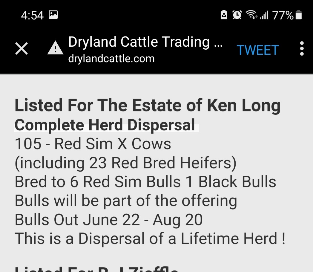 Beautiful bunch of bred cows for sale on the 30th. My uncle poured his heart and soul into this herd. If you're looking for Semmintal X cows you won't find better. @Drylandcattle