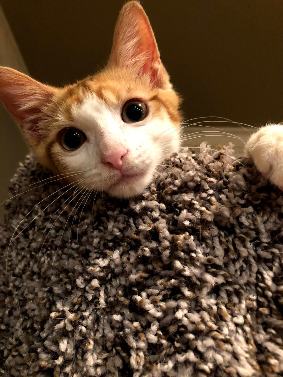 LuckyKittyDog's tweet photo. #CatsofTwittter I see you! https://t.co/XazwCCHvpe