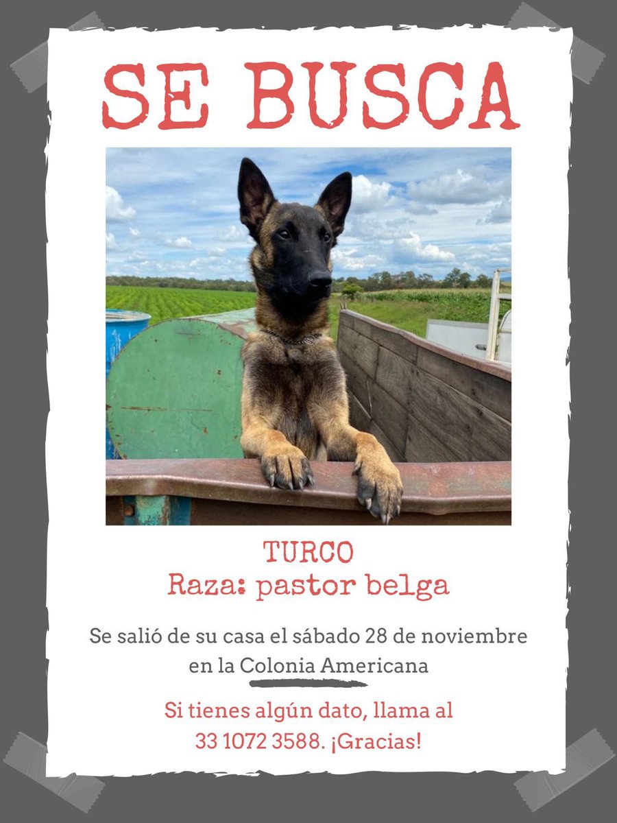 adoptagdl's tweet photo. #Extraviado https://t.co/csOBeX2Ewg