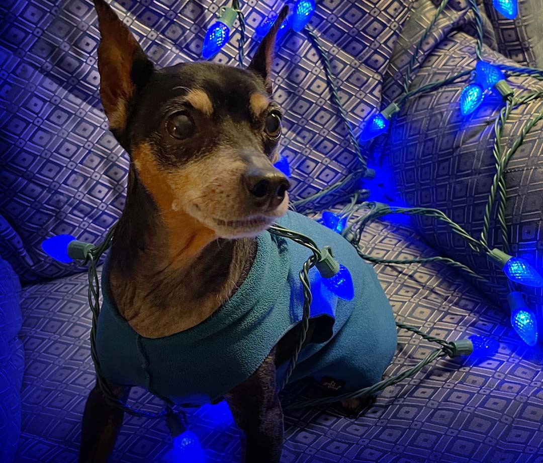 blueblazenews's tweet photo. Blue Blaze's enthusiastic mascot Lacey is getting into the holiday spirit! Happy Hanukkah - let the Festival of Lights begin! #BlueBlazeAssociates  #Hanukkah #FestivalofLights https://t.co/sfgnSzlTWM