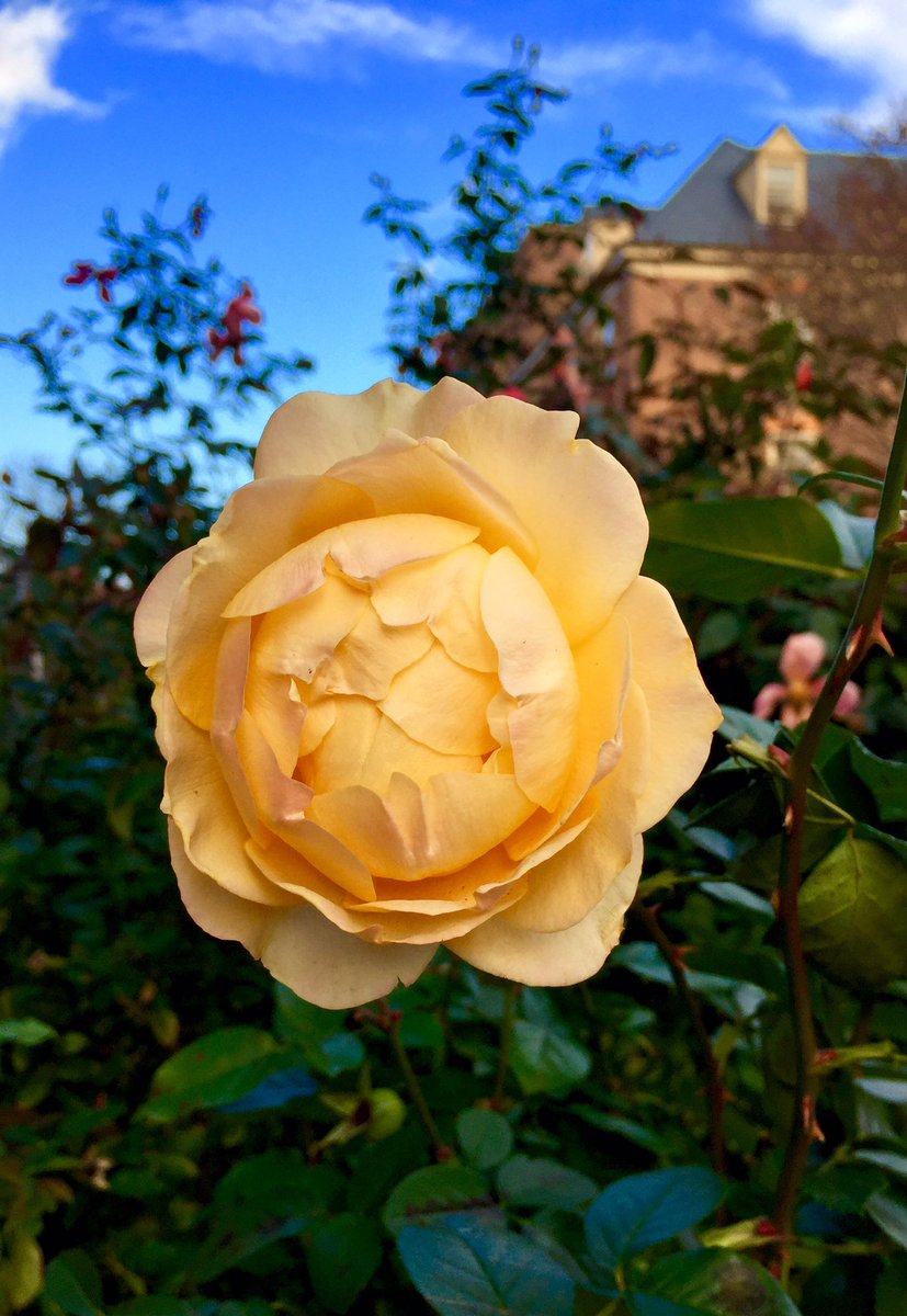 HobanGirl's tweet photo. #Architecture on #CameronStreet #OldTown #Alexandria and brilliant late-November blooms that resiliently (and regally) persist despite gales and frosts. #iris and the perfect yellow #rose at #ChristChurch #aslongasthesunshines https://t.co/Qh9G5QeseU