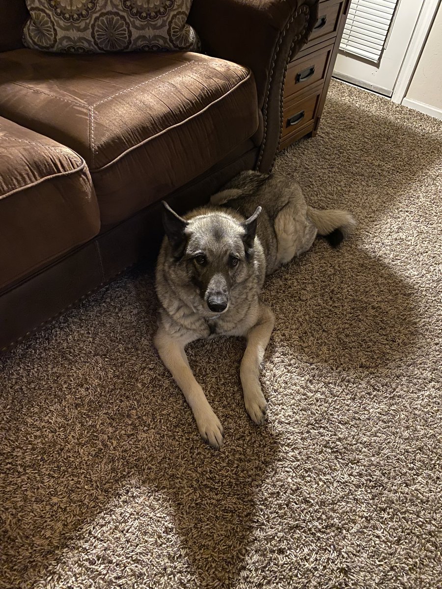laarni_adream's tweet photo. Tomorrow, my dog is going to undergo her first ever surgery. Torn ACL, or whatever the dog equivalent is. #norwegianelkhound #sasha #dogsoftwitter #myfavoritegirlSasha #SashagoestoOR https://t.co/ScEVcP2ILX