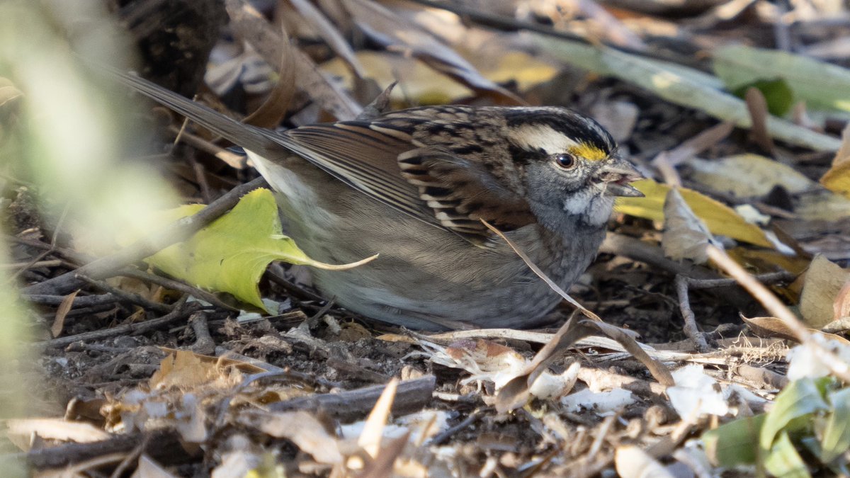 BirdsAndBinocs's tweet photo. Winter foraging in The Battery part 1: #WhiteThroatedSparrow
.
.
.
#NewYork #NewYorkWildlife #birdsofny #nybirding #birds #birdwatching #birding #birdphotography #igbirds #audubonsociety #sparrow #NaturePhotography #NYC #WildlifePhotography #Olympus https://t.co/RBwtIQRCqE