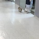 病気の子猫を母猫が病院に連れてきた!生命を救ってくれる場所だと理解してるの？!