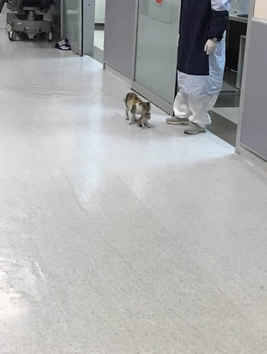 病気の子猫を母猫が病院に連れてきた！生命を救ってくれる場所だと理解してるの？！