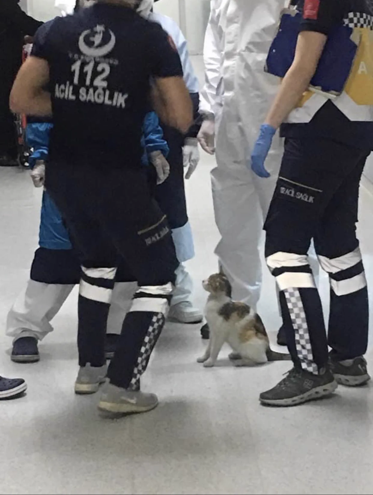 病気の子猫を母猫が病院に連れてきた！生命を救ってくれる場所だと理解してるの？！