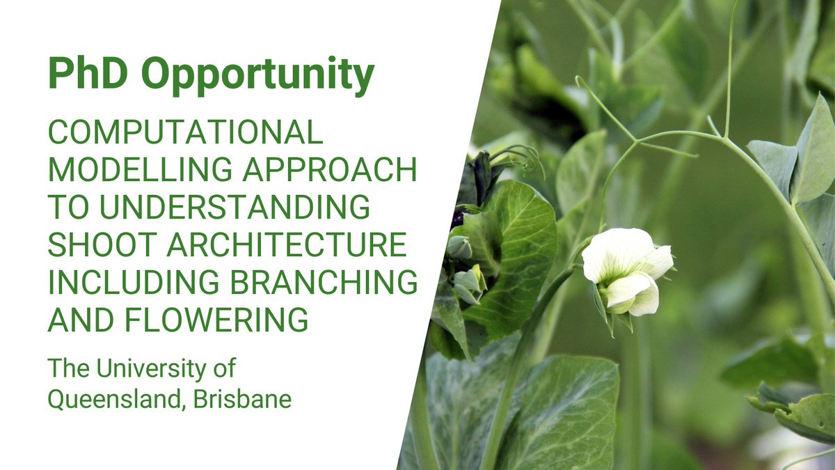 📢 ARC Laureate #PhD scholarship available at <a href="/UQ_News/">UQ News</a> with <a href="/cabeveridge29/">Christine Beveridge</a> and A/Prof Jim Hanan. 

Working closely with #PlantSuccess researchers you will convert a detailed model description of the mechanisms of shoot branching to a computational model.

bit.ly/CB-Laureate-PhD
