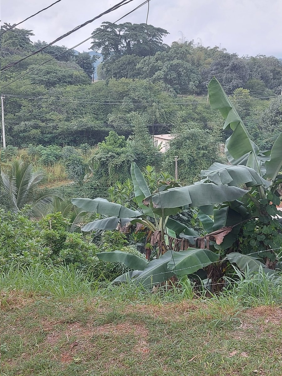 Musufing tweet media