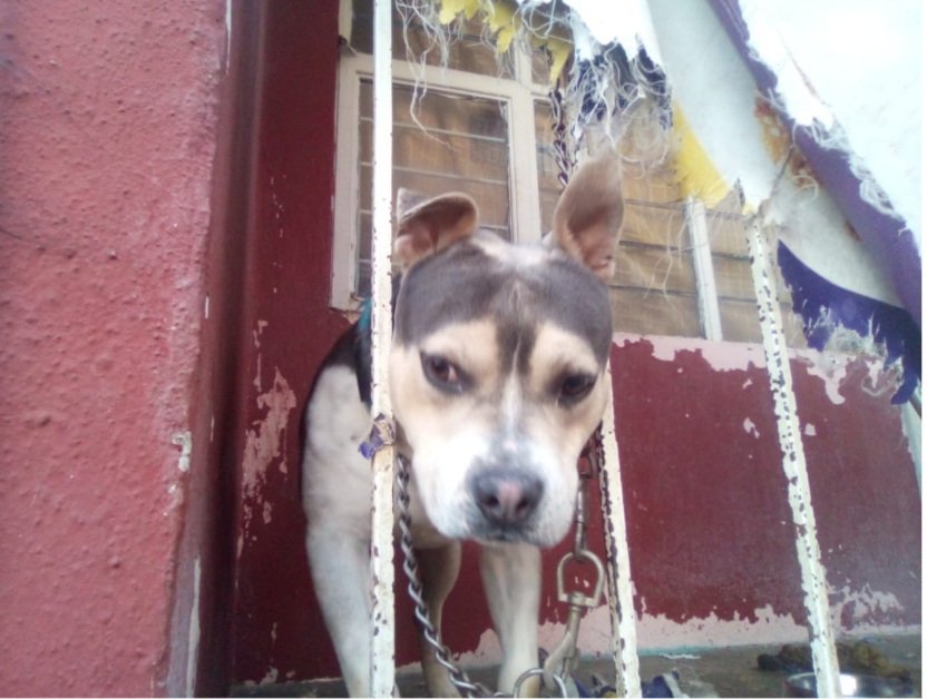 FredyVanDog's tweet photo. Tengo mucho frío. Soy el perrito del balcón, cumpliré 4 años aquí soportando las peores condiciones, sin salir a caminar, y aguantando frío, lluvia, granizo y hasta heladas, te gustaría conocer mi historia y darme una oportunidad? 
#perroenmaltrato #crueldadanimal #perroenbalcon https://t.co/Vvo7rjB666