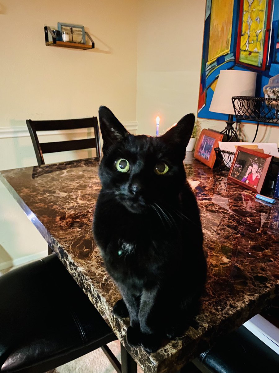 Taken mere seconds before Patches flicked her tail into the shamash and was quickly extinguished and shooed from the table. Happy Hanukkah to those who celebrate!