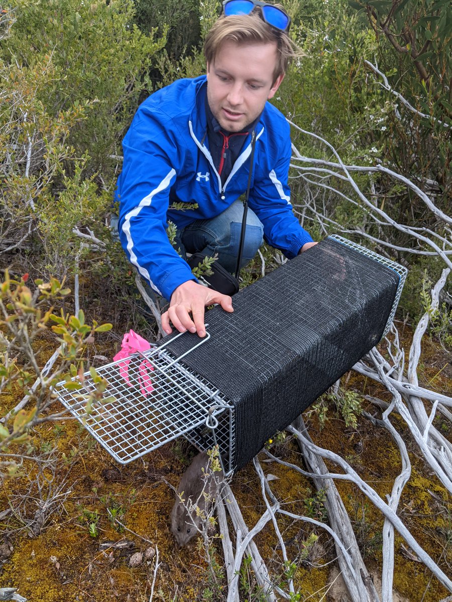 cesaraustralia's tweet photo. @UniMelb PhD student John out trapping Victoria's endangered Southern Brown Bandicoots. Funded by @DELWP_Vic, this project will assess genetic health and then use this data for genetic mixing to improve overall health. In this case, a Bush Rat, but a cute bycatch!

#cesarinaction https://t.co/yfTVgz5C9Y