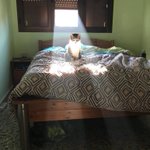 朝起きたら目に入った光景。猫が神々しくエサを待っていたw