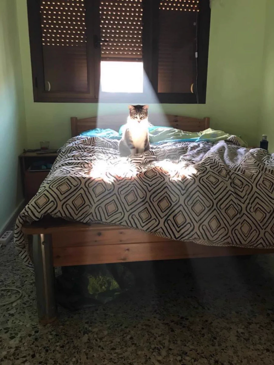 朝起きたら目に入った光景。猫が神々しくエサを待っていたｗｗ