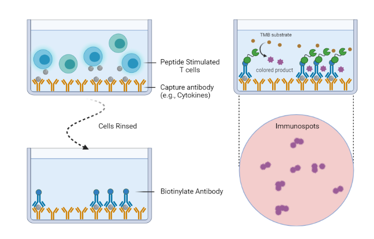 🧐MolecularCloud Article - Uncovering Immunogenic Peptides of Clinical Significance in CRISPR/Cas9 molecularcloud.org/p/uncovering-i…