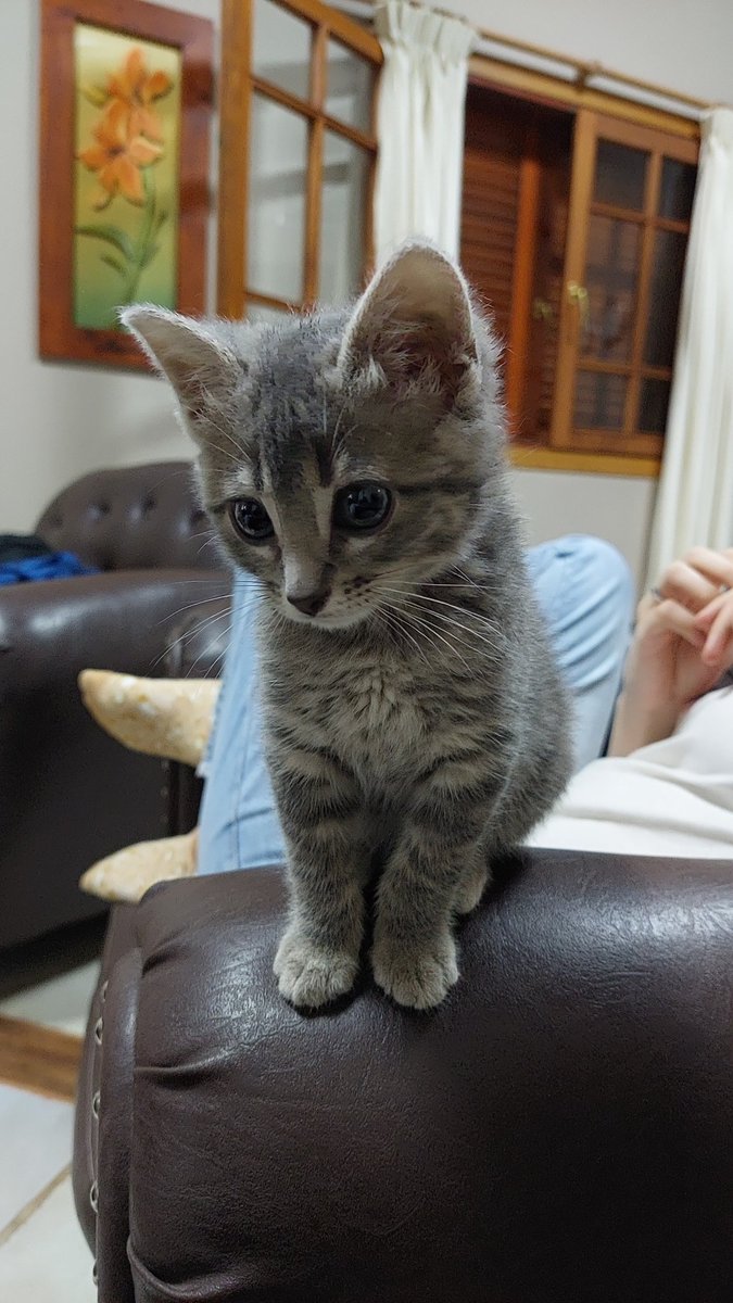 Una gatita hermosa!!