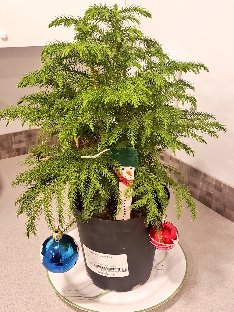 dreamfactory47's tweet image. "Charlie Brown" music intensifies. #Charliebrowntree #Christmas2021 #christmasdecorations