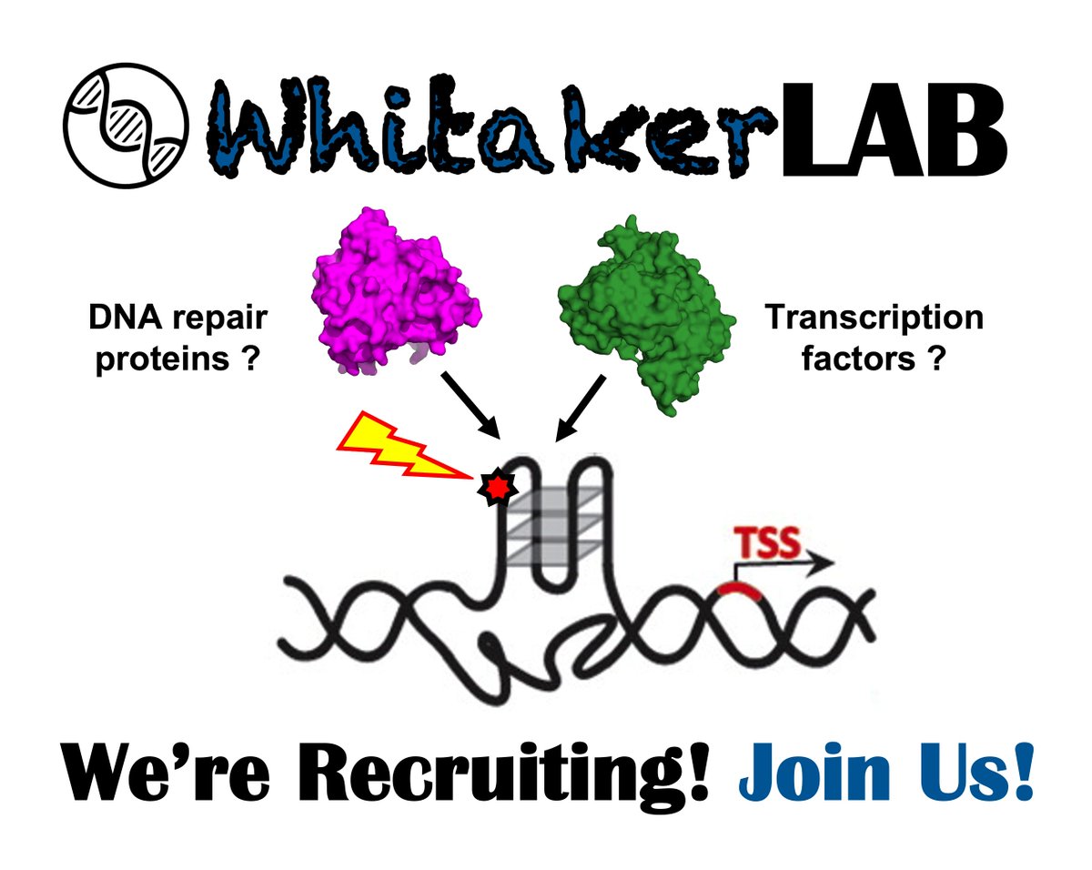 🧬Amy Whitaker (@dnamywhitaker) on Twitter photo RT! As I join <a href="/FoxChaseCancer/">Fox Chase Cancer Center</a> as an Asst. Prof. in the spring of 2022, I'm stoked to build a diverse team of motivated students, #postdocs, and sci techs to push boundaries and make discoveries at the interface of #TXNregulation and #DNARepair.
Apply ➡️ dnamywhitakerlab.com/join RT! As I join <a href="/FoxChaseCancer/">Fox Chase Cancer Center</a> as an Asst. Prof. in the spring of 2022, I'm stoked to build a diverse team of motivated students, #postdocs, and sci techs to push boundaries and make discoveries at the interface of #TXNregulation and #DNARepair.
Apply ➡️ dnamywhitakerlab.com/join