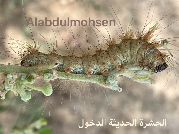 المهندس /عبدالمحسن العبدالمحسن tweet media