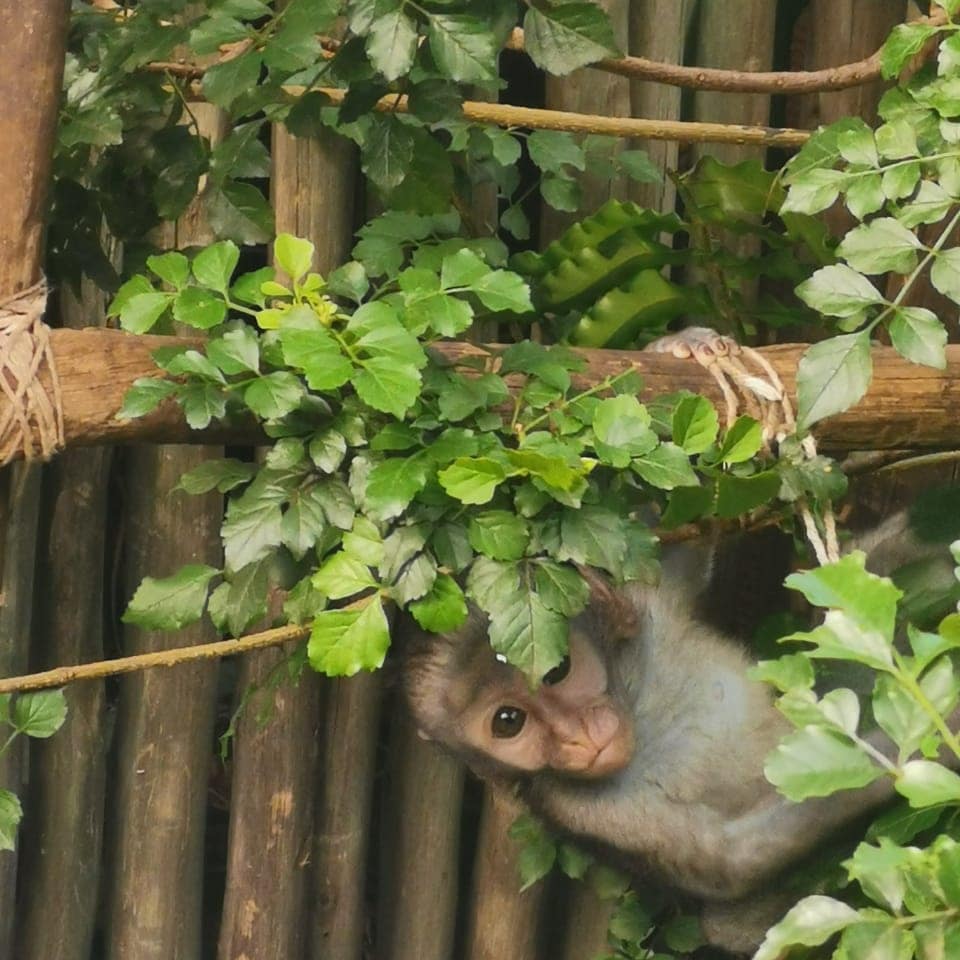 KalearahL's tweet photo. "You can't go back and change the beginning, but you can start where you are and change the ending." ~ C. S. Lewis
#wildlifephotography #wisemonkey #monkey #ilovemonkeys #durban #ververtmonkey #quoteoftheday #inspirational #outdoorphotography #wildlife https://t.co/U20aRhhQdY