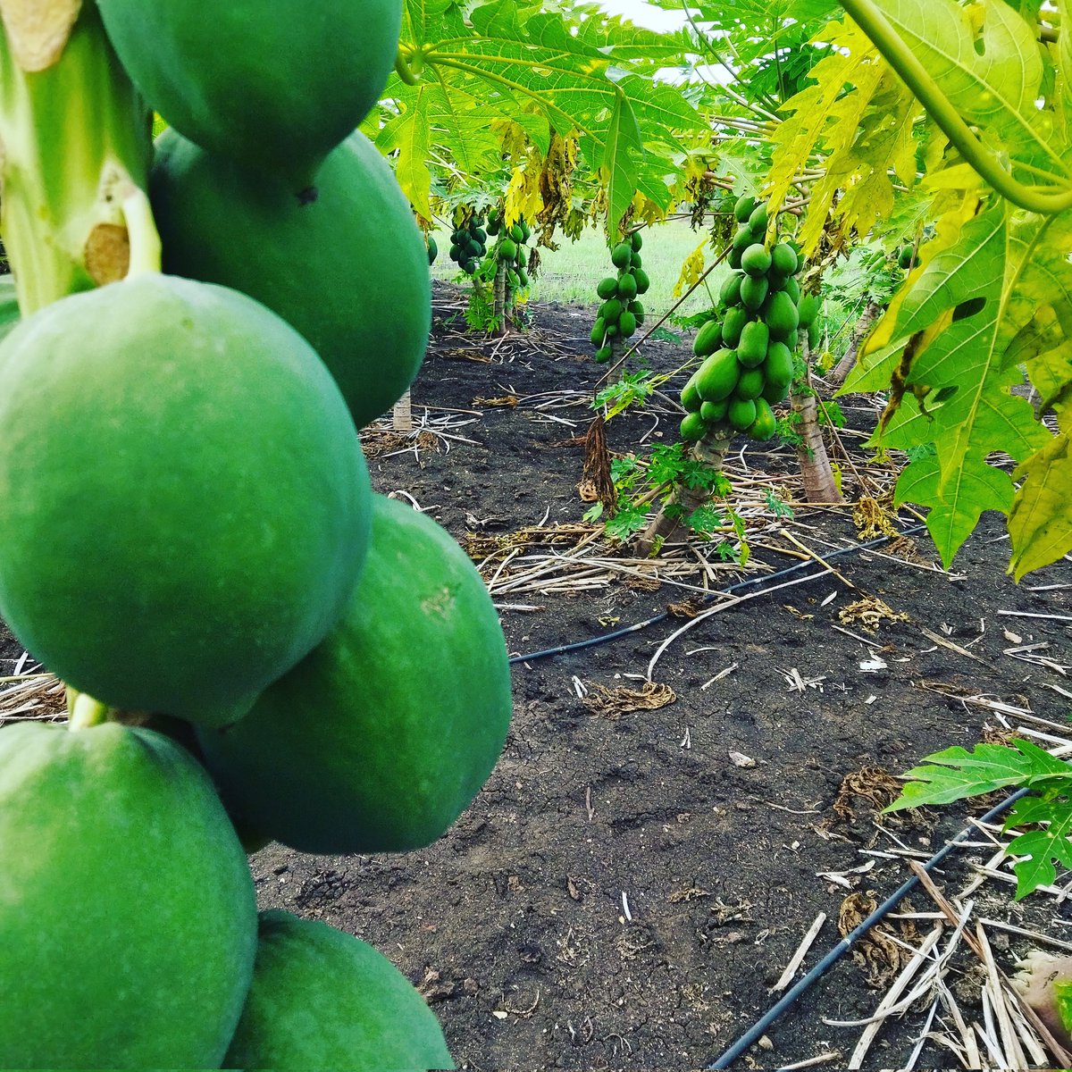 gofarmz's tweet photo. View of a Healthy Papaya Farm. Growing Organically with out using any Chemicals and Pesticides.

https://t.co/hgbSWVCLry

#Gofarmz #FarmVisit
#ChemicalFree #PesticideFree #EatOrganic https://t.co/9gNqtsEX1u