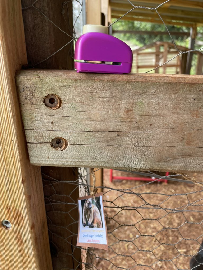 iMerinet's tweet photo. Today two of our students coordinated a scavenger hunt exploring the vulnerability of tree kangaroos. They hid stamps and tags around the school and gave clues to find them. #PassionProject #FightingExtinctionSchools #TeachSDG #STEMinTheWorld https://t.co/NVvg2kiDVY