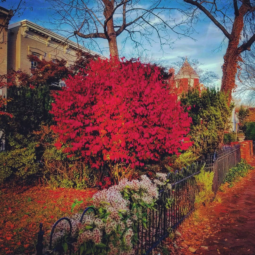 CarolusFecit's tweet photo. #autumn #foliage #capitolhill #washingtondc #instagram #love #landscape #photography https://t.co/CZ5pWU4IN5