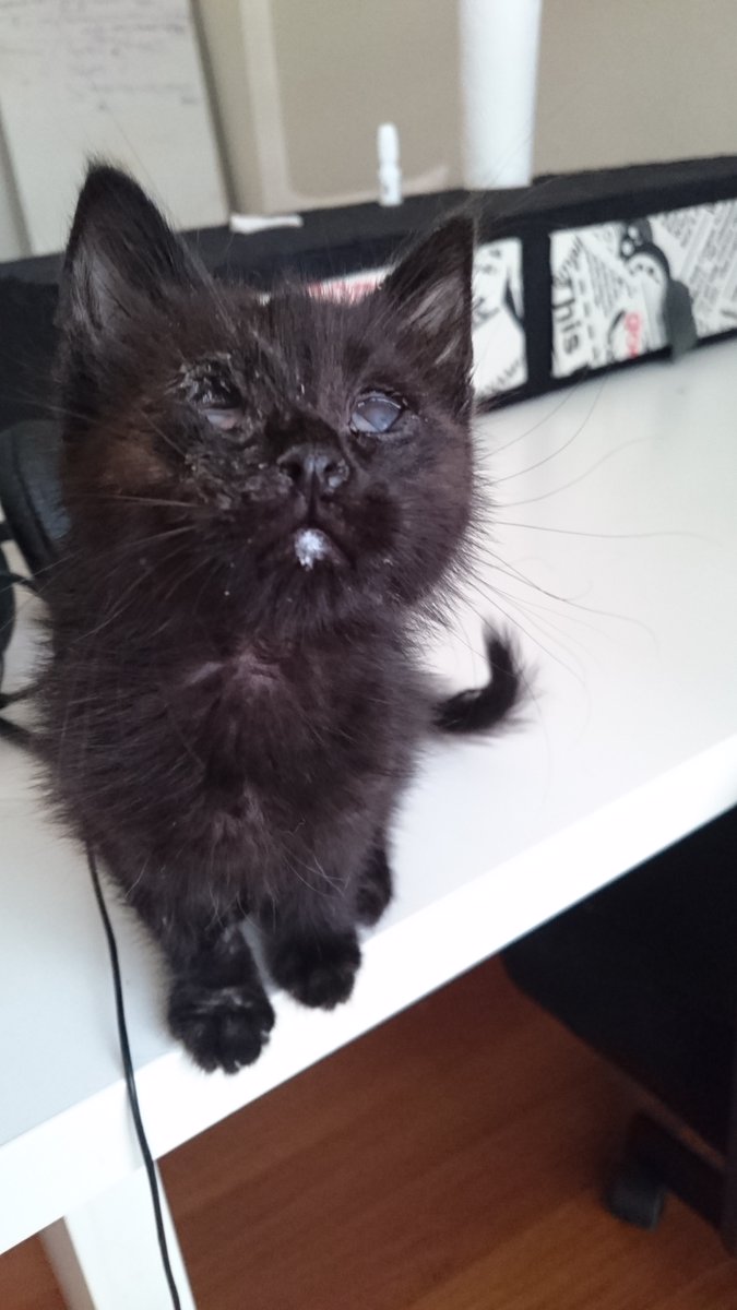 maniac_cup_tr's tweet photo. Çirkin kedi yoktur, bakılmamış kedi vardır #kediler #kedi #CatsOfTwitter 

There is no ugly cat, there is a neglected cat. https://t.co/JkFHb90Rv5