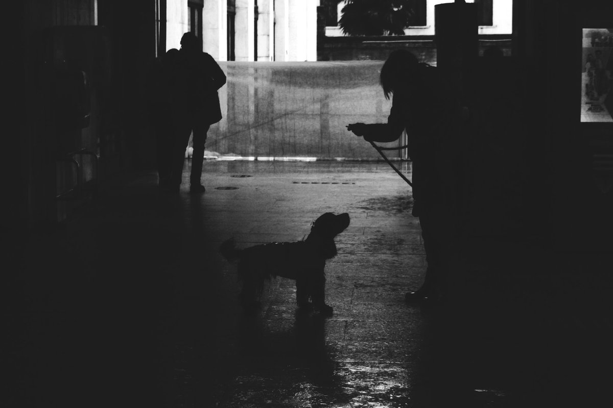 #35mm #ishotfilm #canon #streetphotography #venezia #venice #dog #buongiorno #photography #bnw #blackandwhite #biancoenero #monochrome