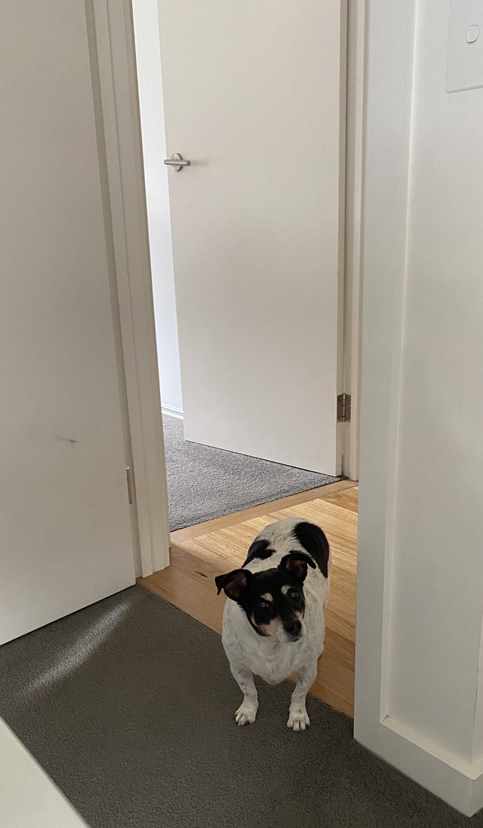 susiecartledge's tweet photo. How you know when it’s time to knock off for the day?? When your dog appears at the home office door wanting dinner… #missmavis #knockofftime https://t.co/H7f9weZ8na