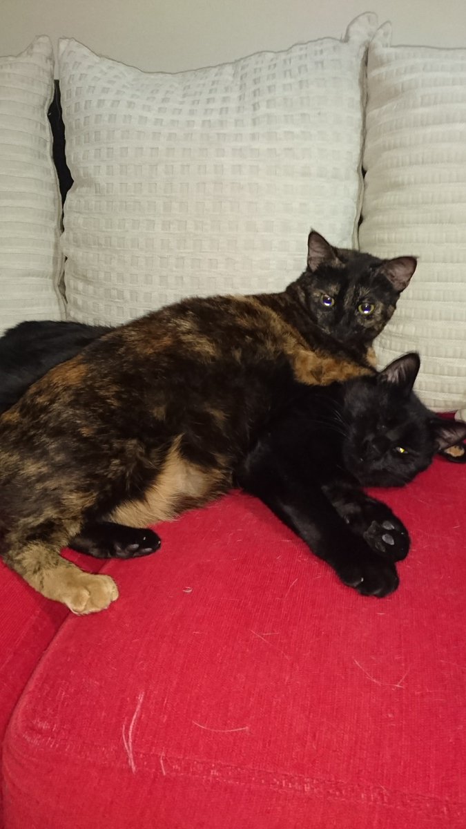 maniac_cup's tweet photo. Today's WCW program😆😆💕😍 #wcw #CatsOfTwitter #CatsLover #cats https://t.co/WrjxRhJOSA