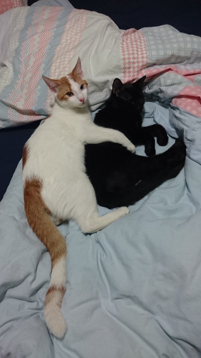maniac_cup's tweet photo. Today's WCW program😆😆💕😍 #wcw #CatsOfTwitter #CatsLover #cats https://t.co/WrjxRhJOSA