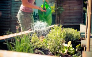 MeNutroo's tweet photo. Are There Good ...
https://t.co/jIZXRfu9S8
R ...
#AromaticGarden #AromaticHerbs #BackyardGardenIdeas #BackyardGardening #OutdoorGardening https://t.co/8EVv06A4tA