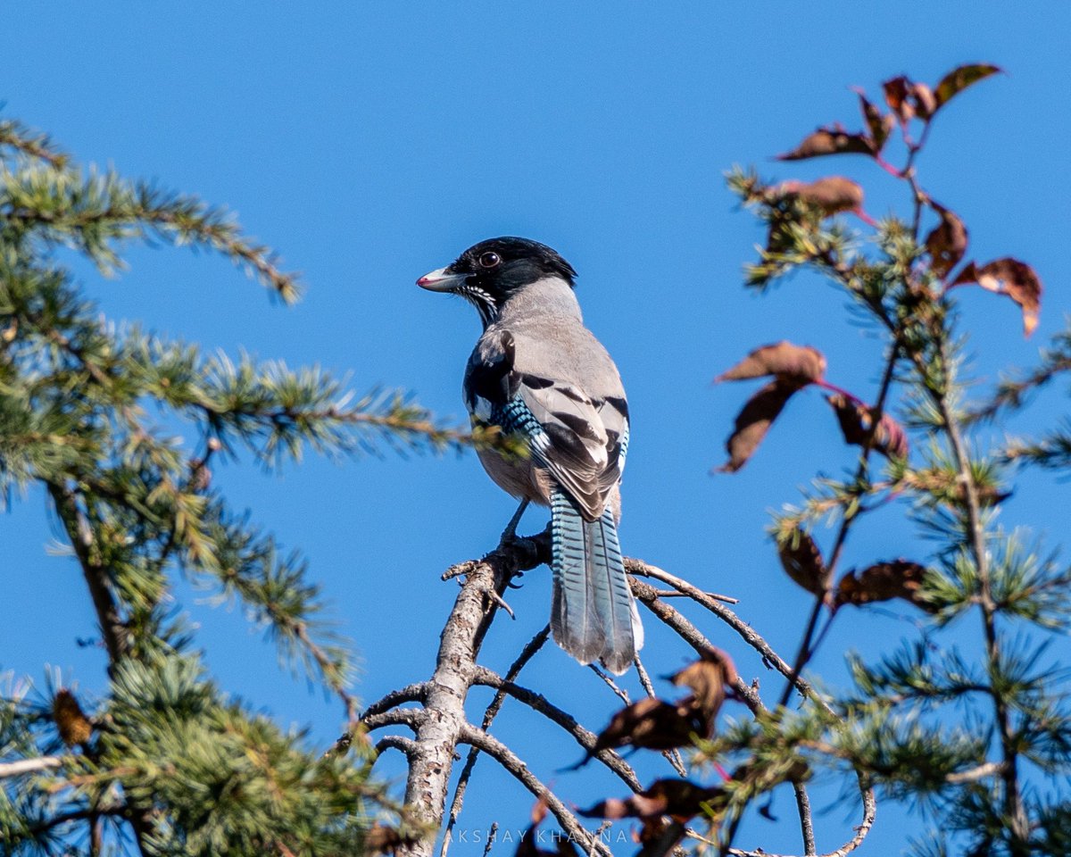 akshay_khanna's tweet photo. Black-headed Jay.
#lifer #himalayanbirds 

#Nikon D7500
#Nikkor 200-500mm

#BirdsSeenIn2021 #birdoj #ThePhotoHour #BBCWildlifePOTD #365DaysWild #birdsofhimalayas #birdsofhimachal #HimachalPradesh #birdwatching #birdphotography #birding #TwitterNatureCommunity @Avibase @hp_tourism https://t.co/6mvZyiGqtx