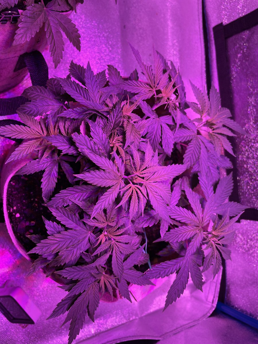 HealingNatures's tweet photo. Perfect circle update looking like she’s needing a hair cut. UNIT FARM UF2000 https://t.co/tPJ8B5CPPO #unitfarmled #growstar #helpeachothergrow #Mmemberville https://t.co/dJinBobKcU