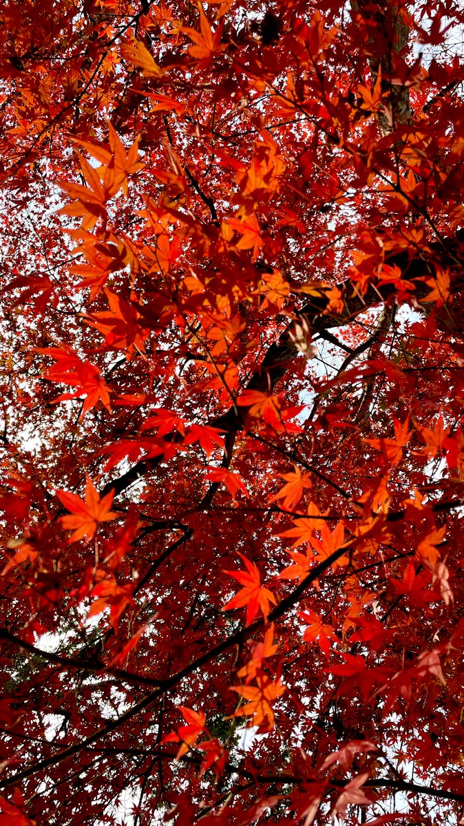 autumn leaves scenery autumn leaf tree maple leaf outdoors  illustration images