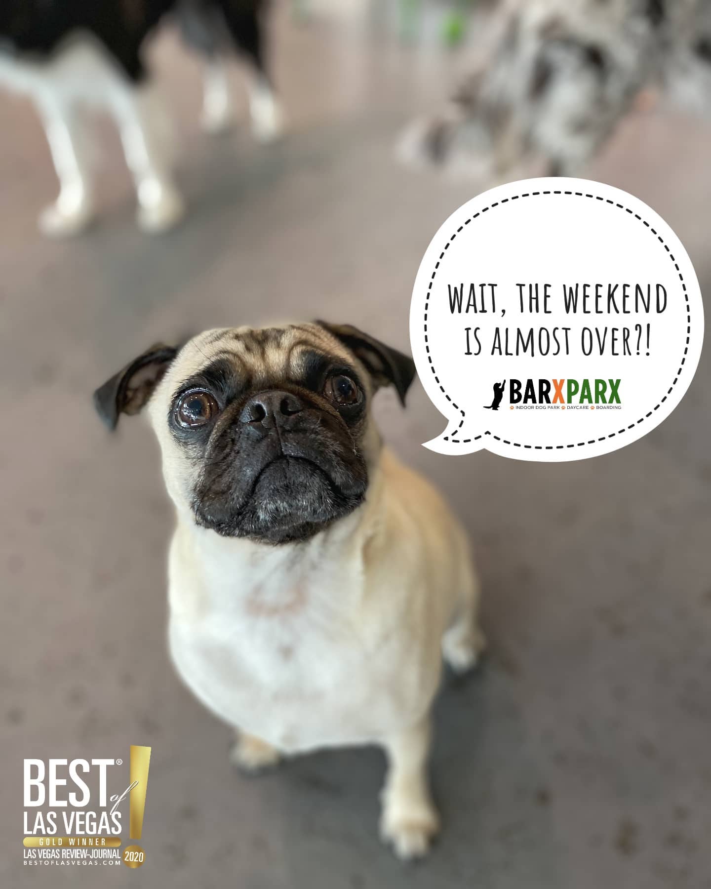 Starting an on sale indoor dog park