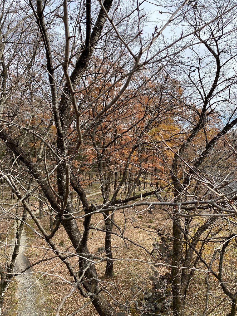 SHIMAmeru's tweet photo. 散歩❷ https://t.co/xHKC3l7b0q