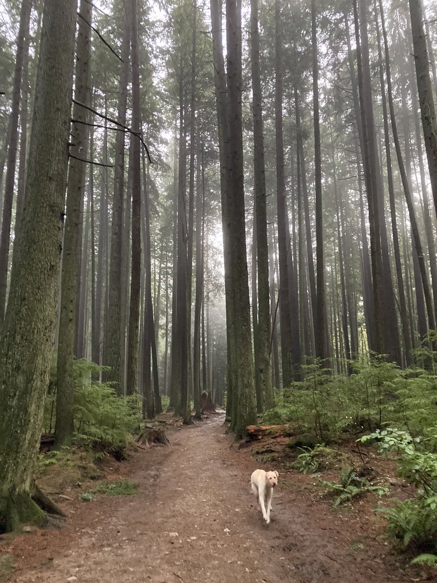 Dr. Victor Leung, MD tweet media