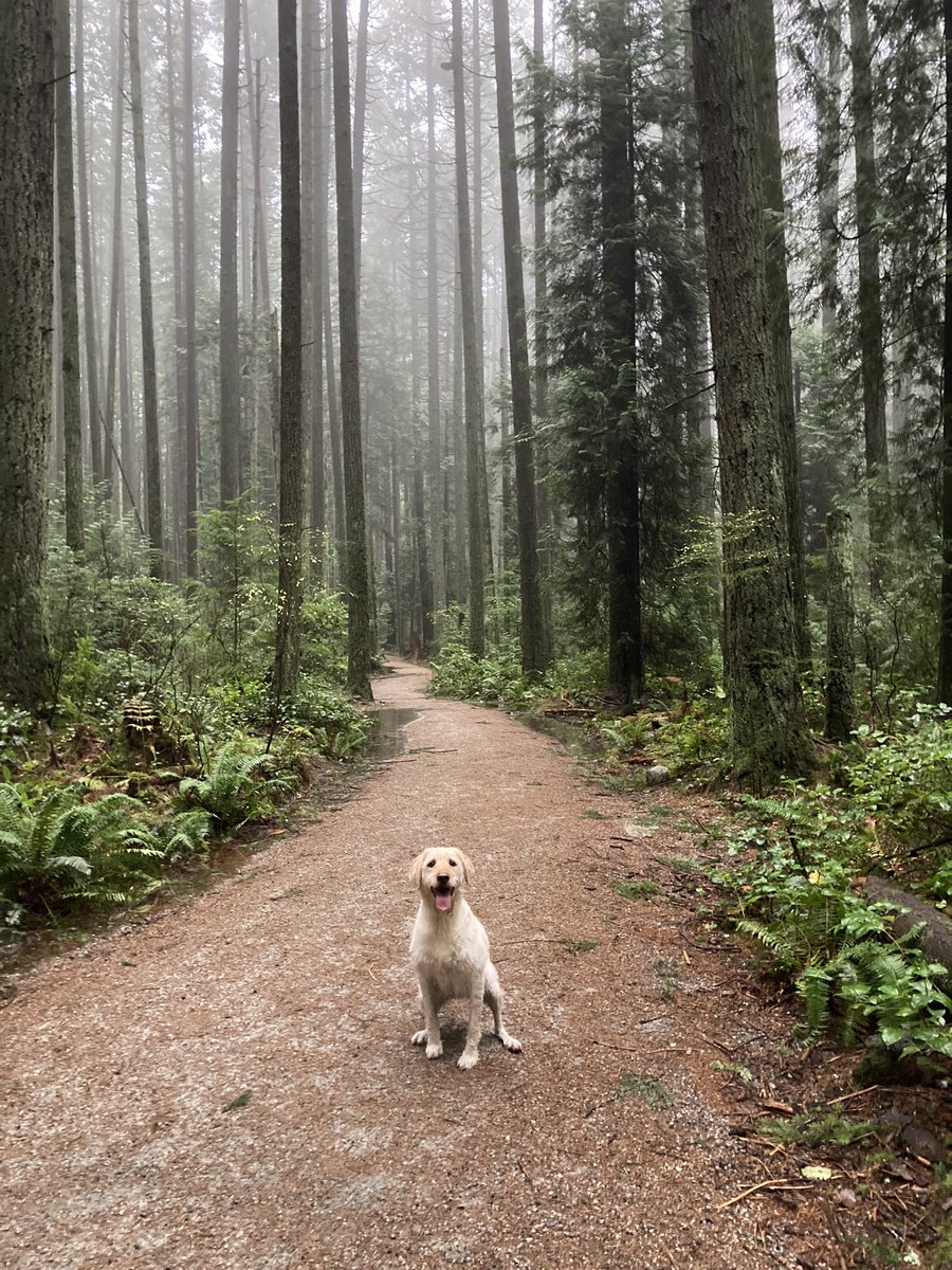 Dr. Victor Leung, MD tweet media