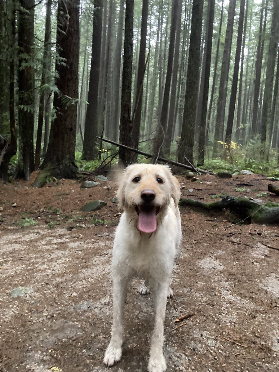 Dr. Victor Leung, MD tweet media