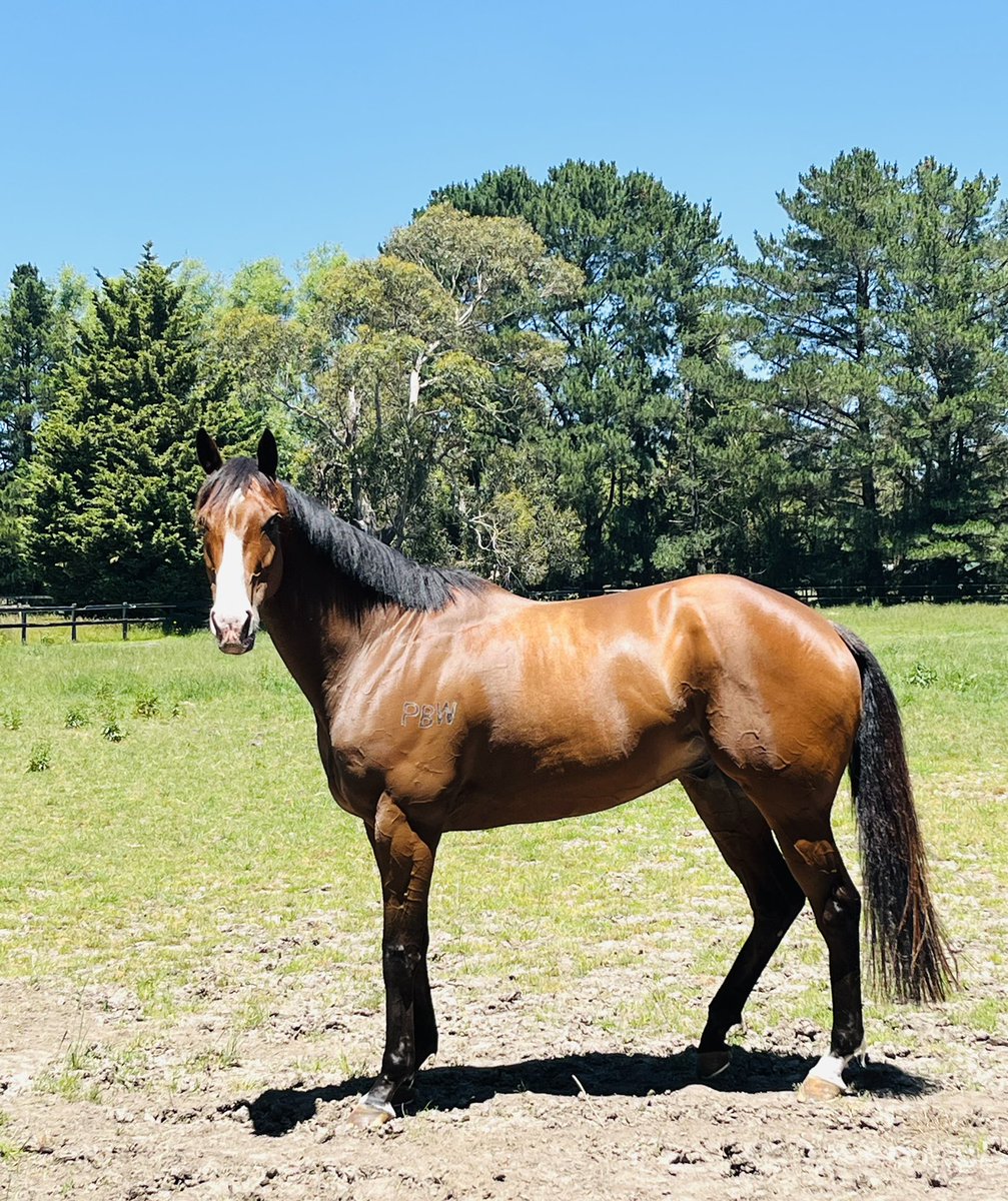 brookestar02's tweet photo. Looking like a $2mil man 🦾🦄 . Off for a well earned spell and then back to defend a few group 1s. Well done and congratulations y’all🙌🏻 👏 🥰🍻🥂@shanenicholsrac #streetsofavalon #$2milinprizemoney ##SOAbbqandbeers https://t.co/wVtOSfnxSi