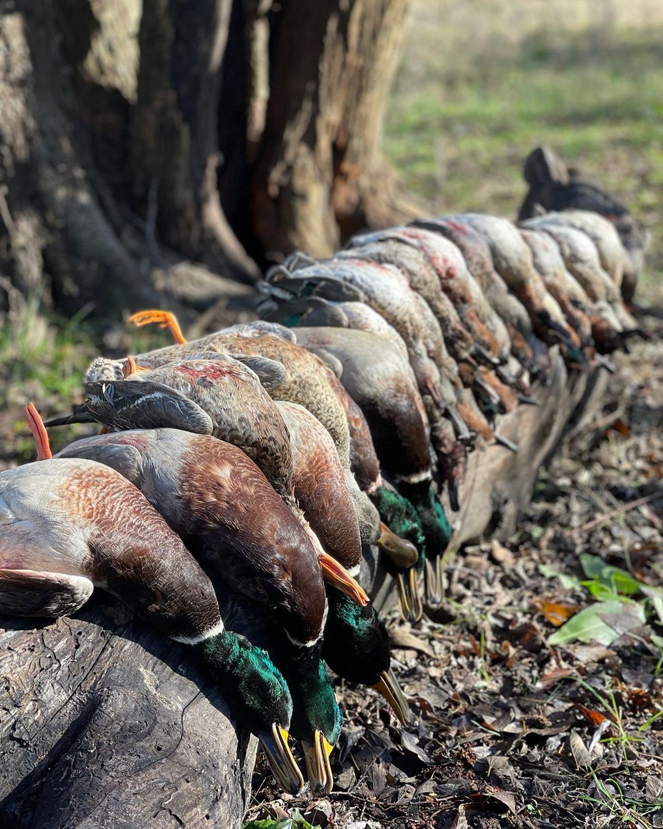 tbrody96's tweet photo. Nice sunday smack down🦆 https://t.co/SviKvspwl1