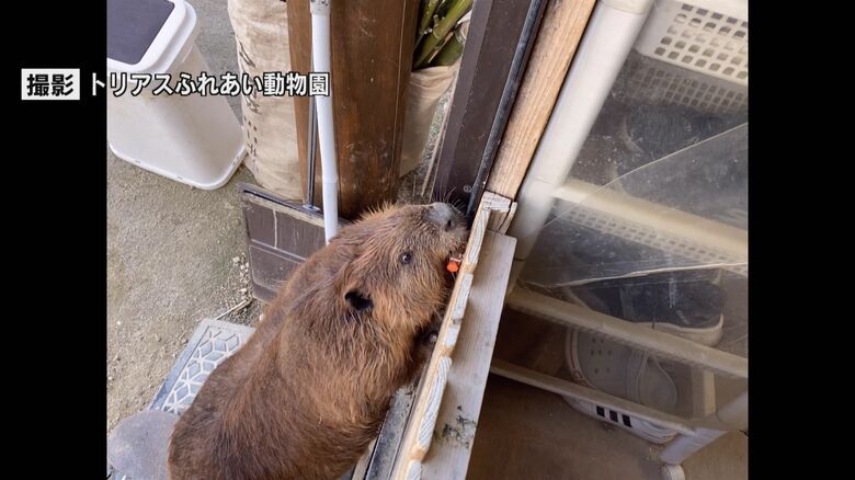 エサがなくなる 動物園に謎の 侵入者 カメラが捉えた意外な犯人は 口で器用にカギを外し堂々と物色 Twitter