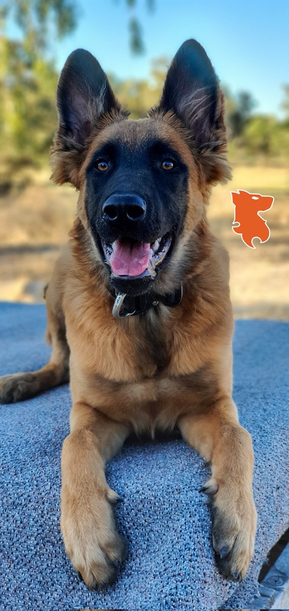 AustralK9's tweet photo. K9SA ASH
#sonofWEST #VirtusHouseKennels #K9SolutionsAustralia https://t.co/E6UwNlgCjJ