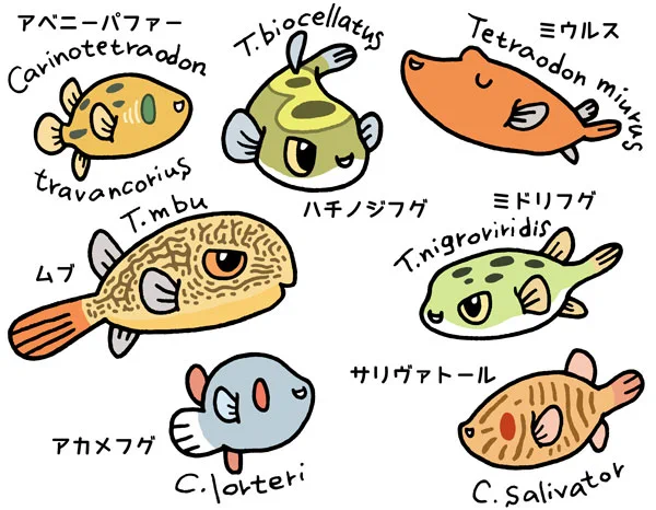 ※一部は旧属名 #いいフグの日 