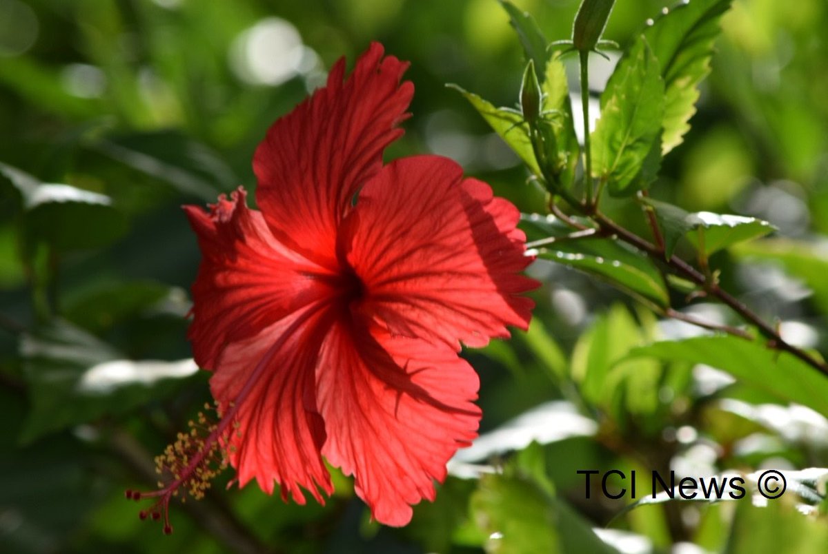 Weather forecast for the #TurksAndCaicos Islands for Monday, November 29, 2021: partly sunny, turning cloudy in the afternoon. High 28°C/82°F. CO2 at 415.49 ppm on November 27th. 🇹🇨😷 #VaccinateTCI