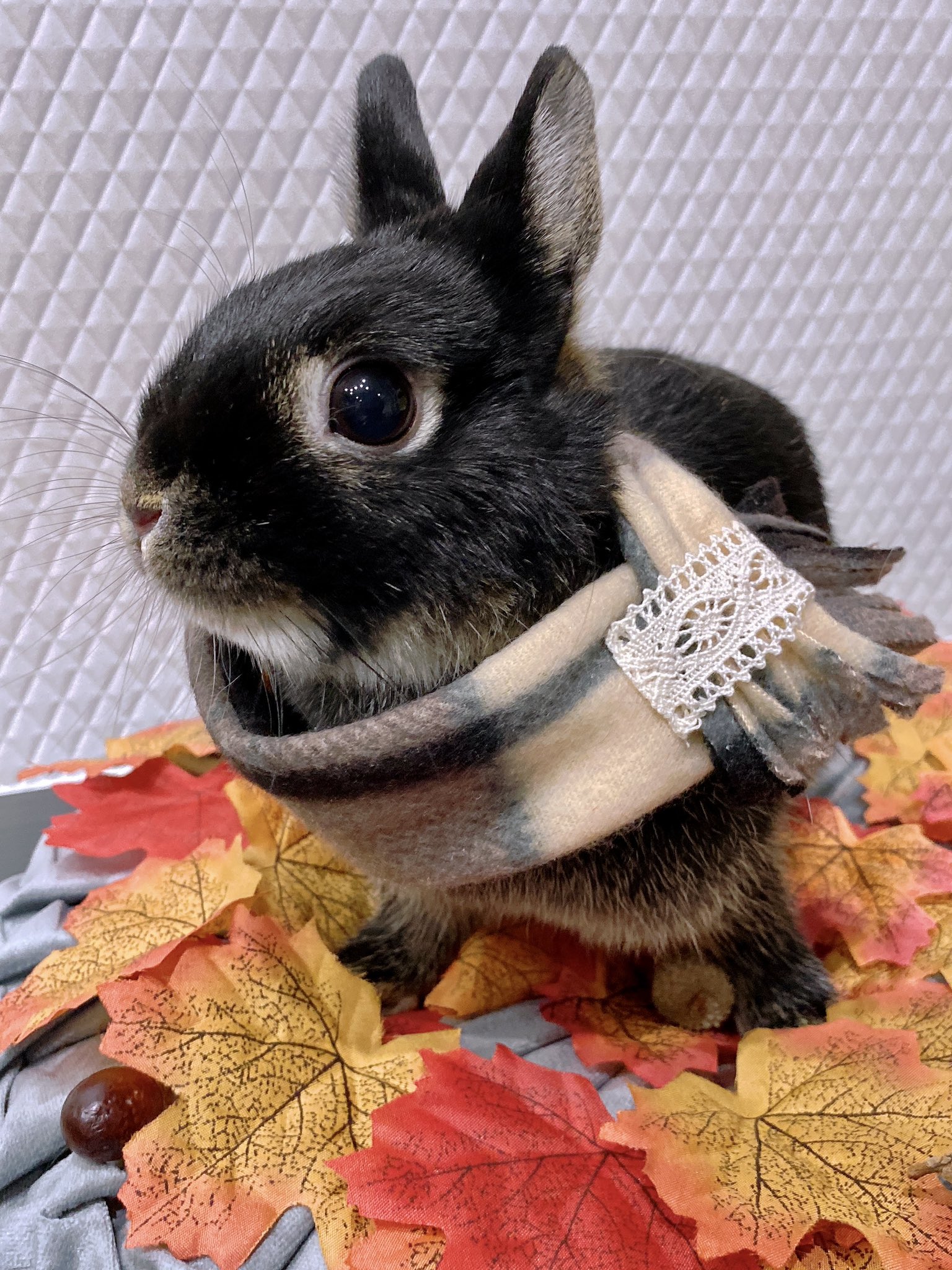 色違いコーデ Twitter Search Twitter